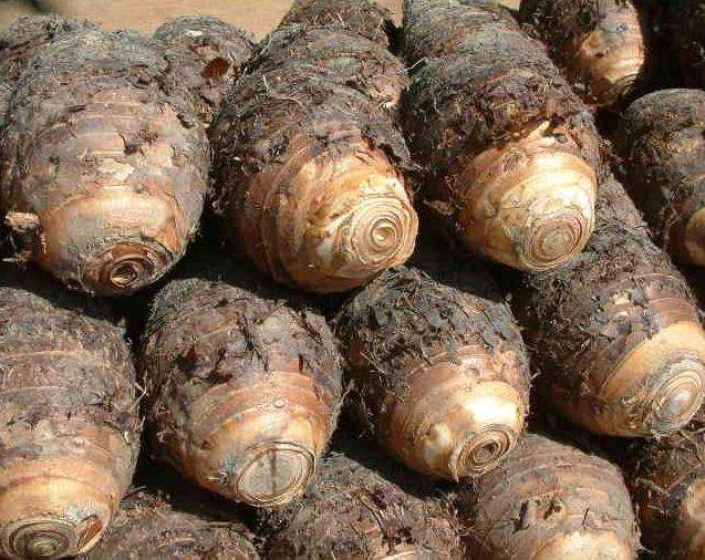 芋頭冷庫建造，芋頭保鮮庫的使用