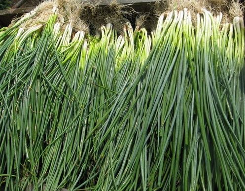 如何利用保鮮冷庫對(duì)大蔥進(jìn)行正確儲(chǔ)藏?